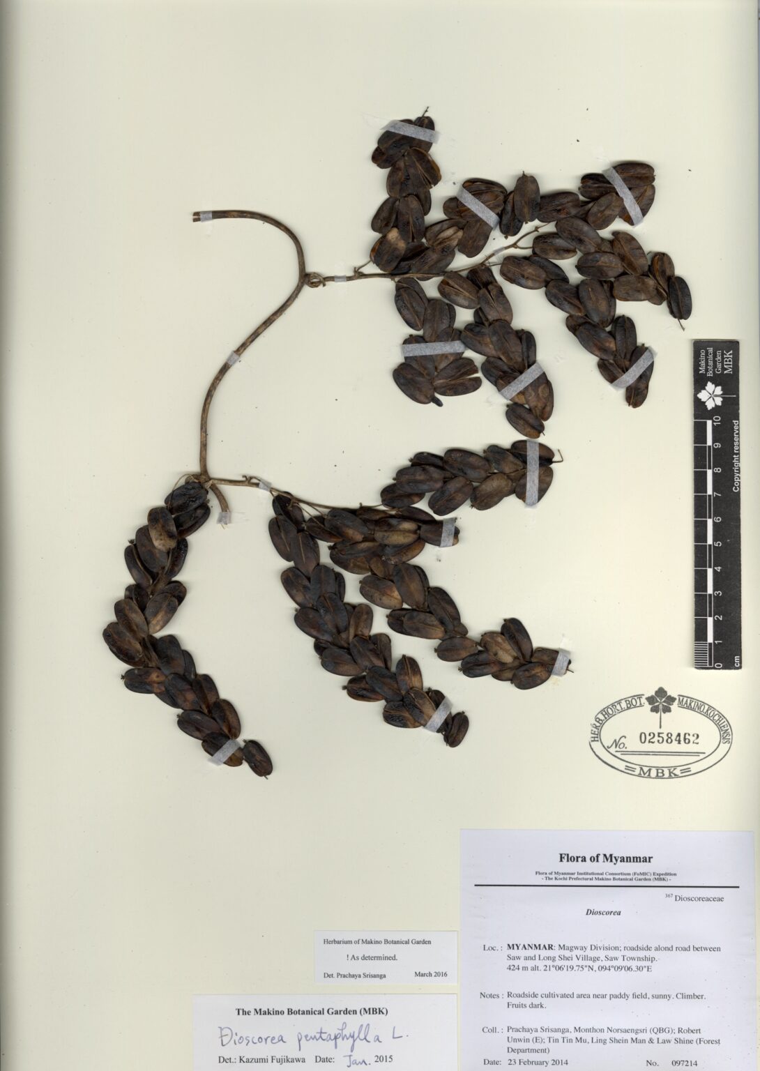 Dioscorea Pentaphylla L Myanmar Vascular Plants Database