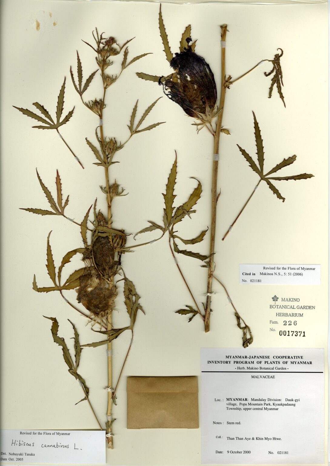 Hibiscus cannabinus L. Myanmar Vascular Plants Database