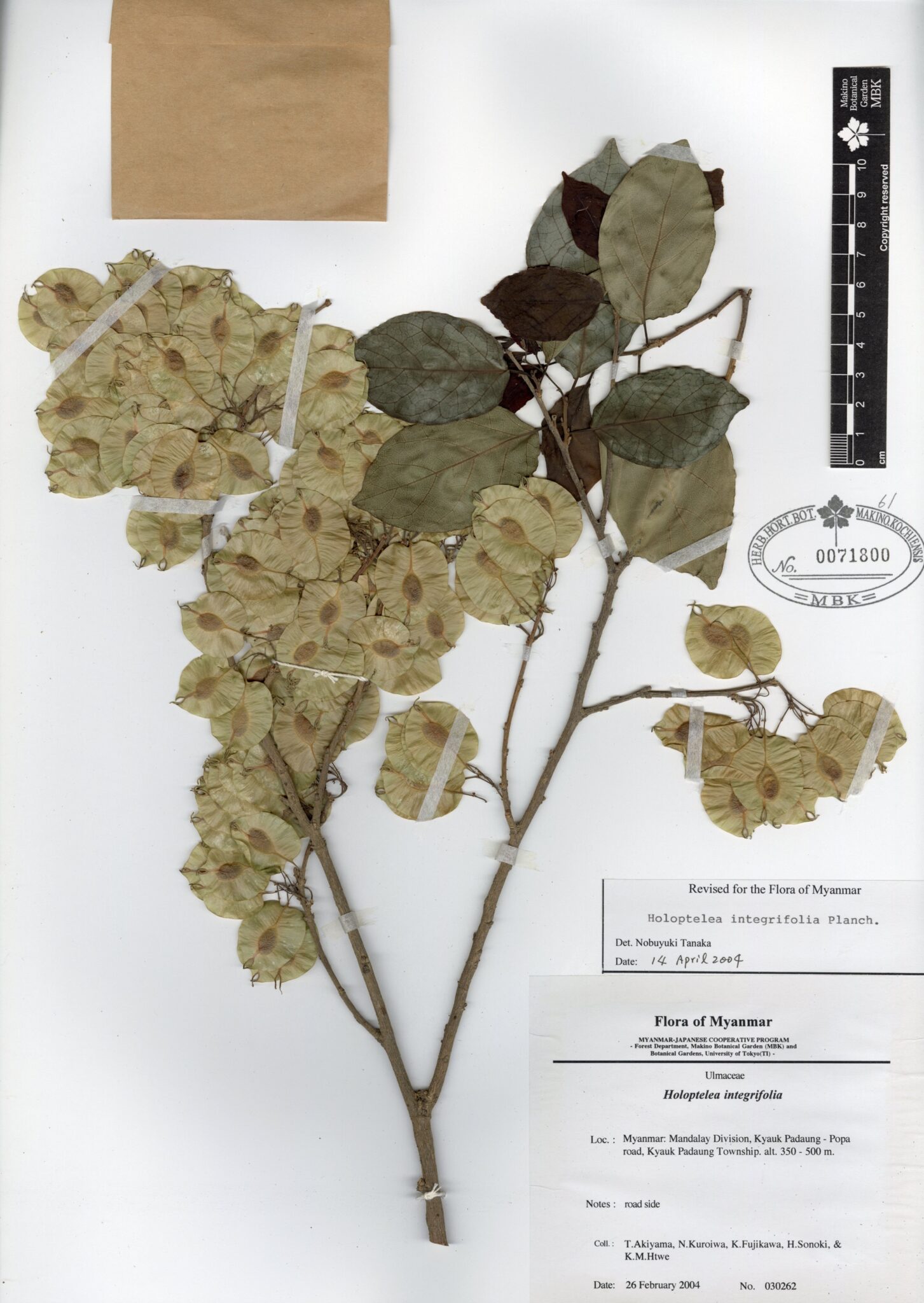 Holoptelea integrifolia Planch. Myanmar Vascular Plants Database