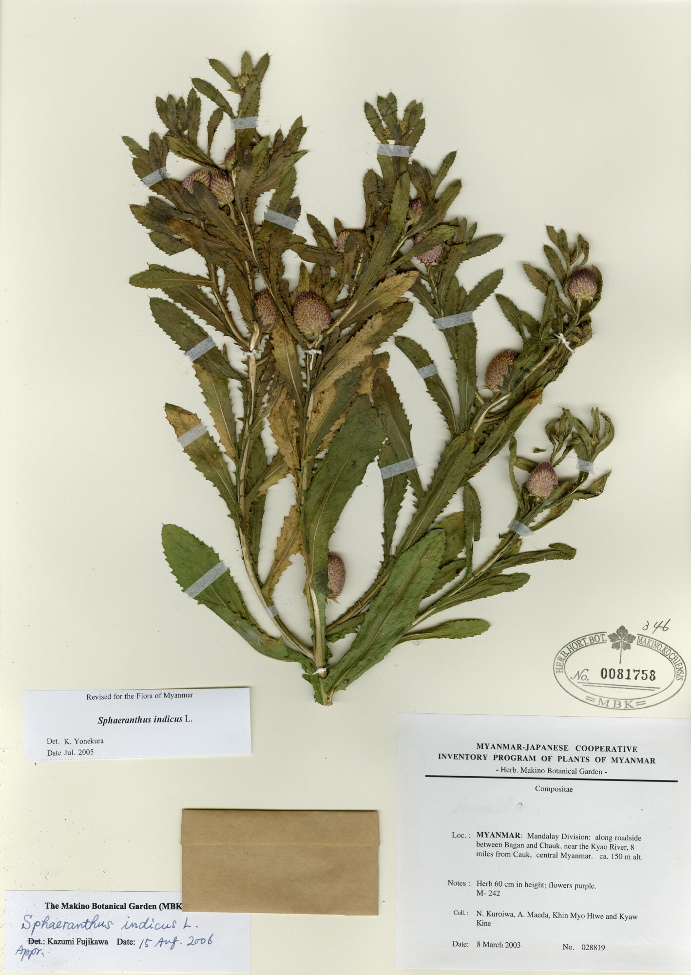 Sphaeranthus indicus L. Myanmar Vascular Plants Database