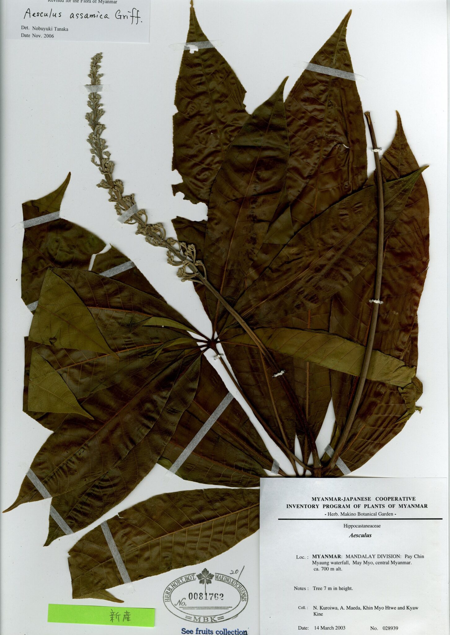 Aesculus assamica Griff. Myanmar Vascular Plants Database