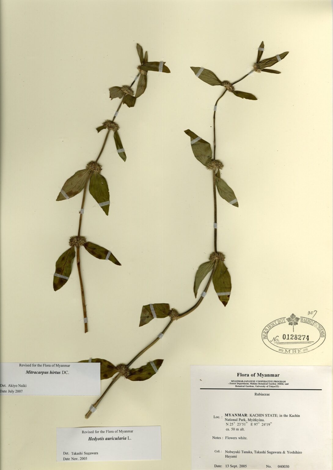 Mitracarpus hirtus DC. Myanmar Vascular Plants Database