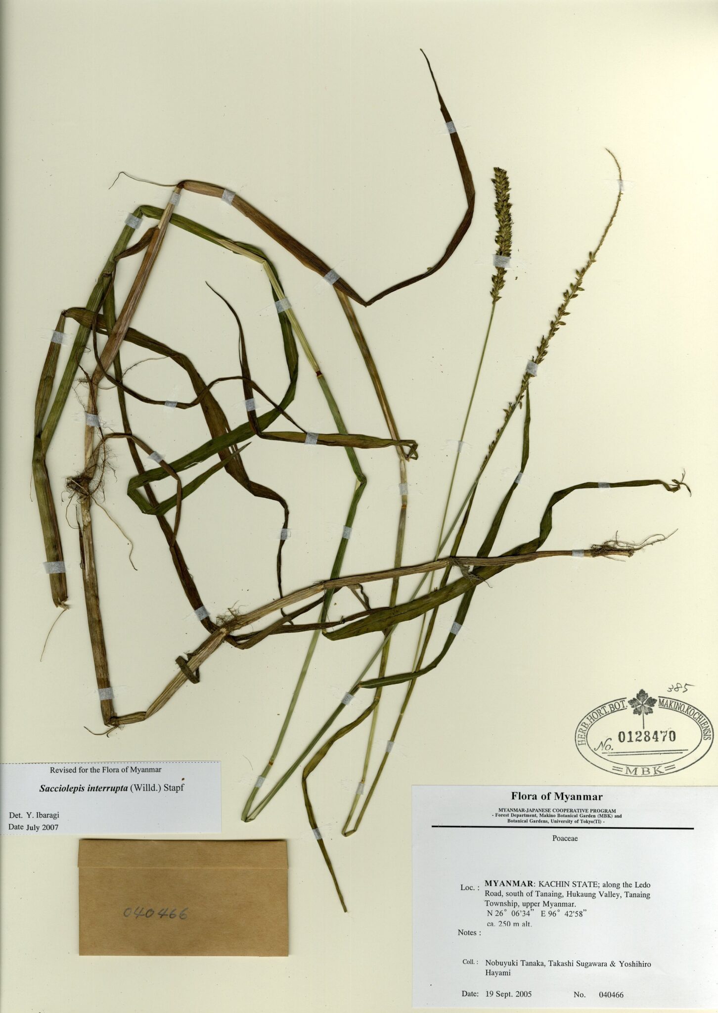 Sacciolepis interrupta (Willd.) Stapf Myanmar Vascular Plants Database