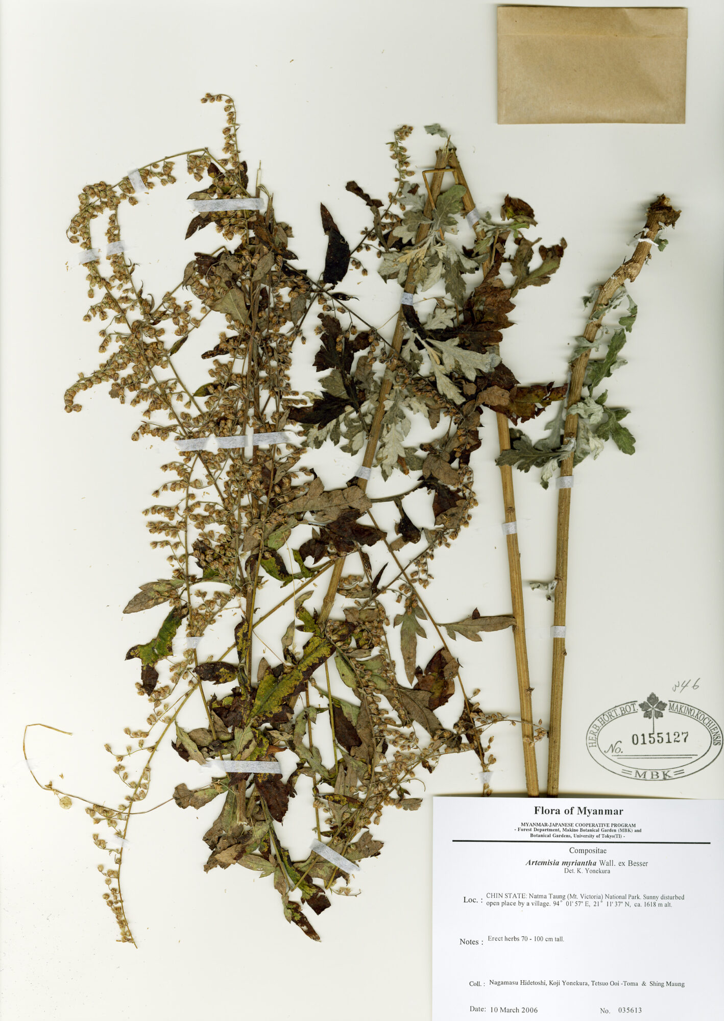 Artemisia indica Willd. Myanmar Vascular Plants Database