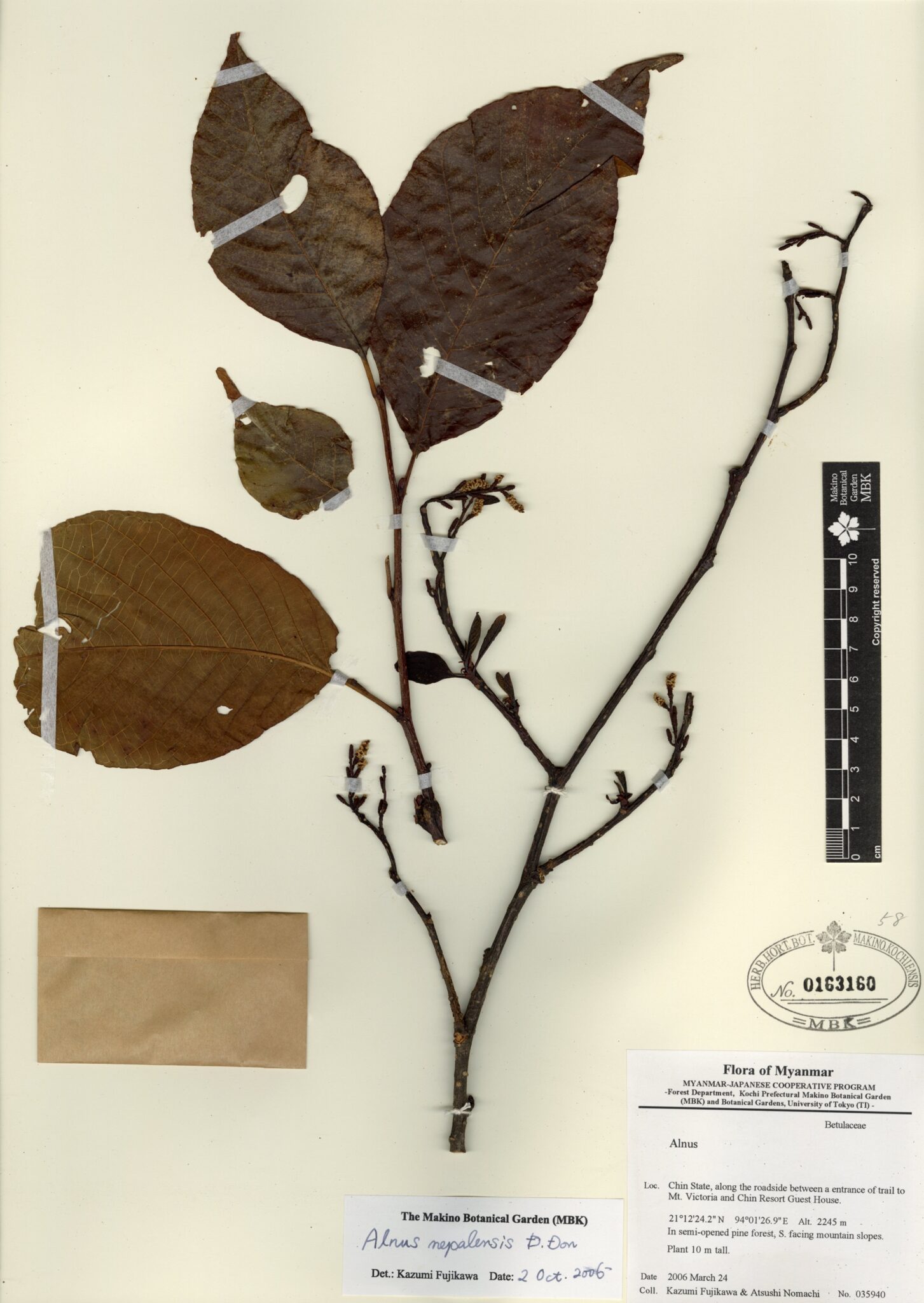 Alnus nepalensis D. Don Myanmar Vascular Plants Database