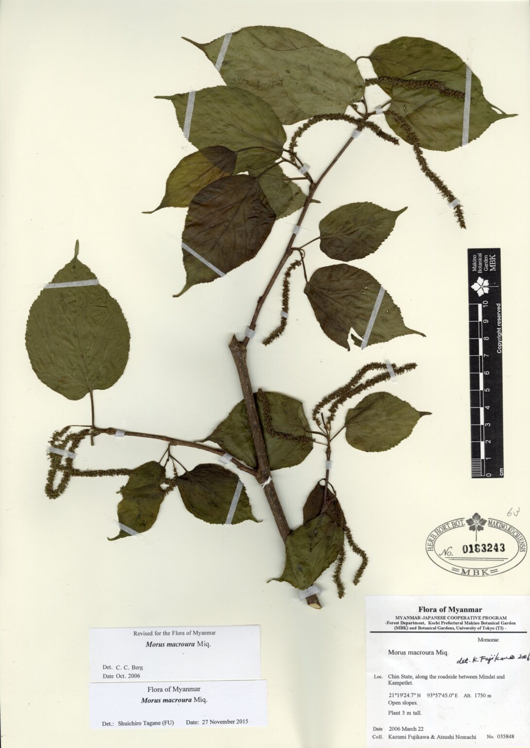 Morus macroura Miq. | Myanmar Vascular Plants Database