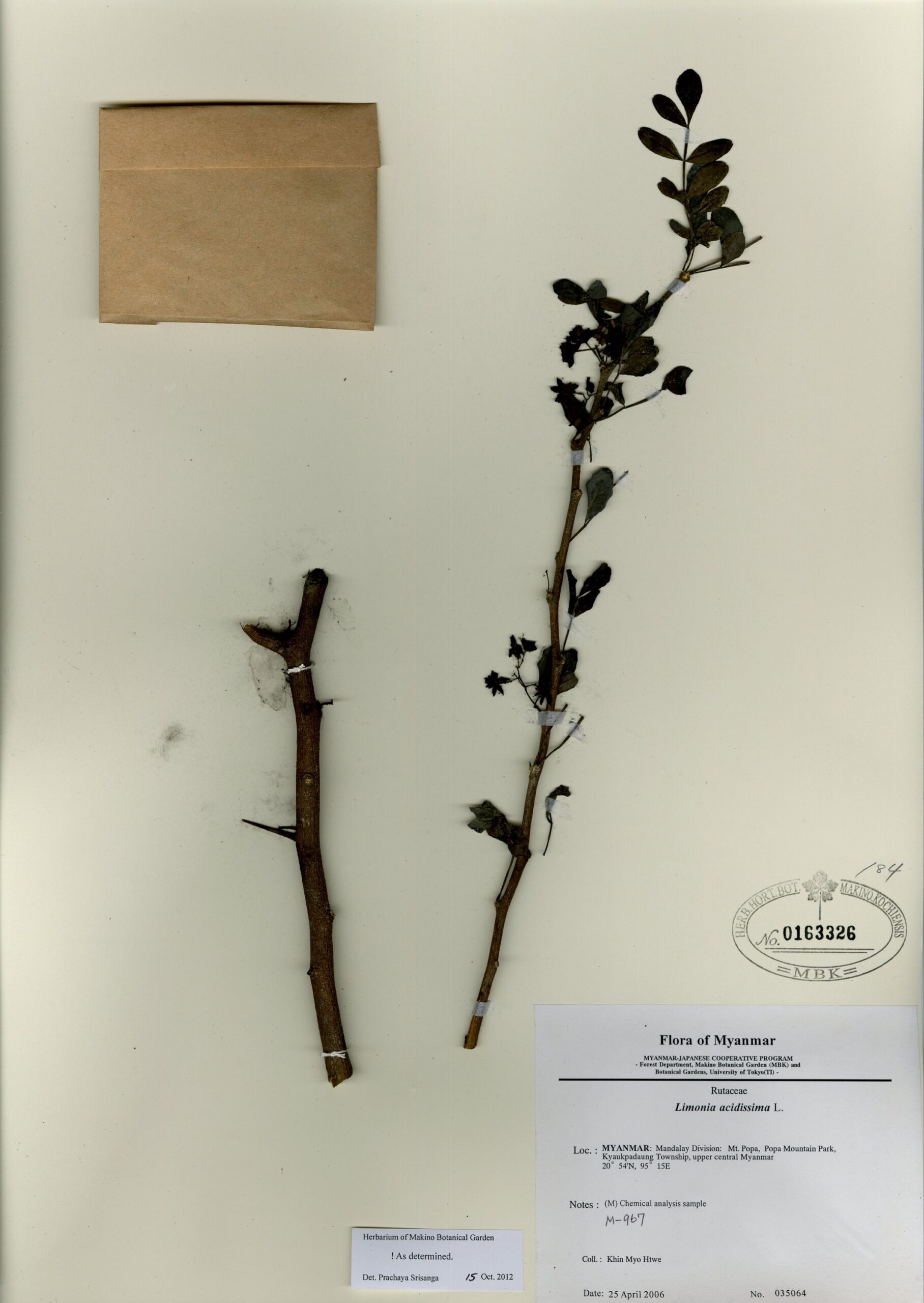 Limonia Acidissima L Myanmar Vascular Plants Database