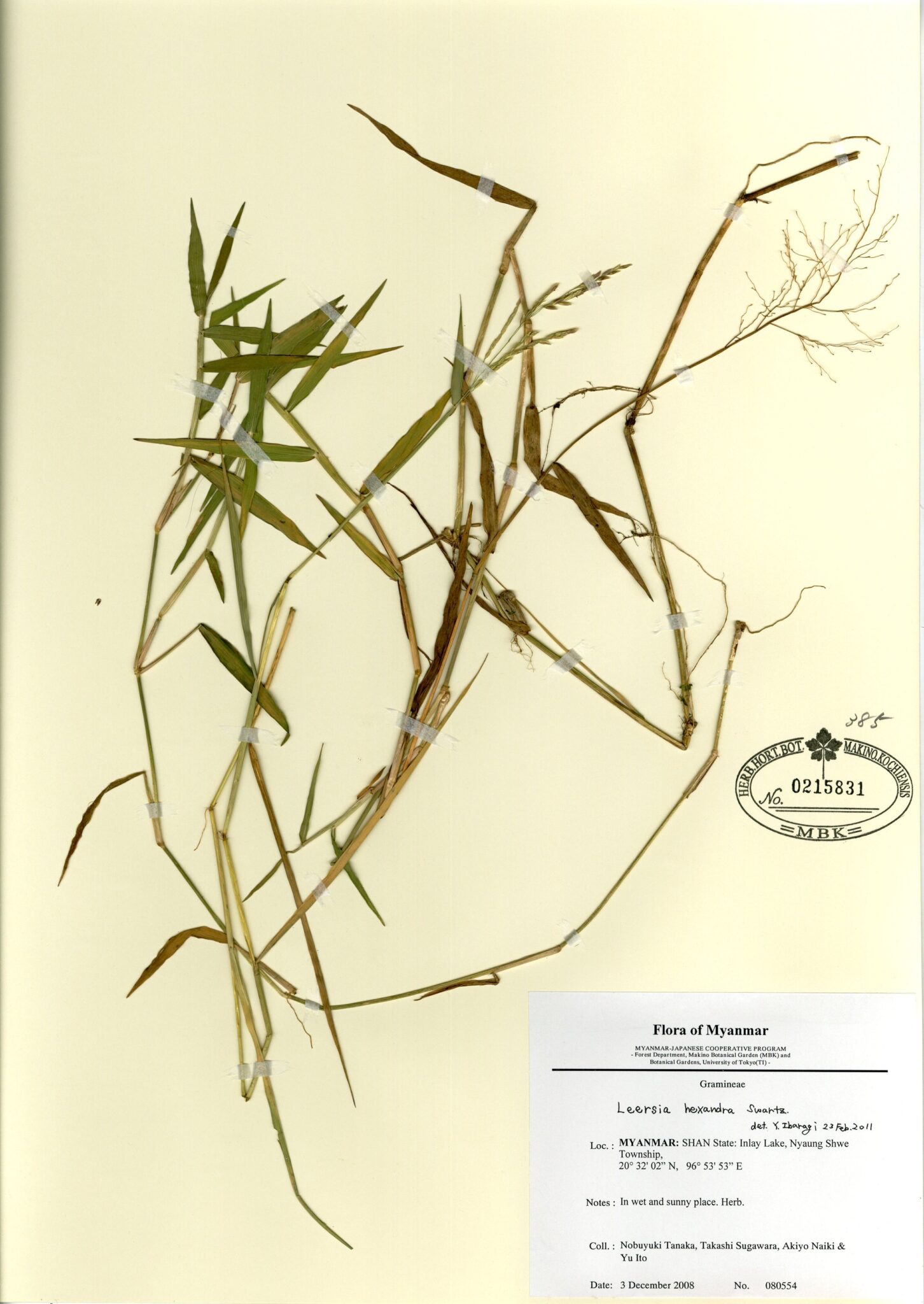 Leersia hexandra Swartz. | Myanmar Vascular Plants Database