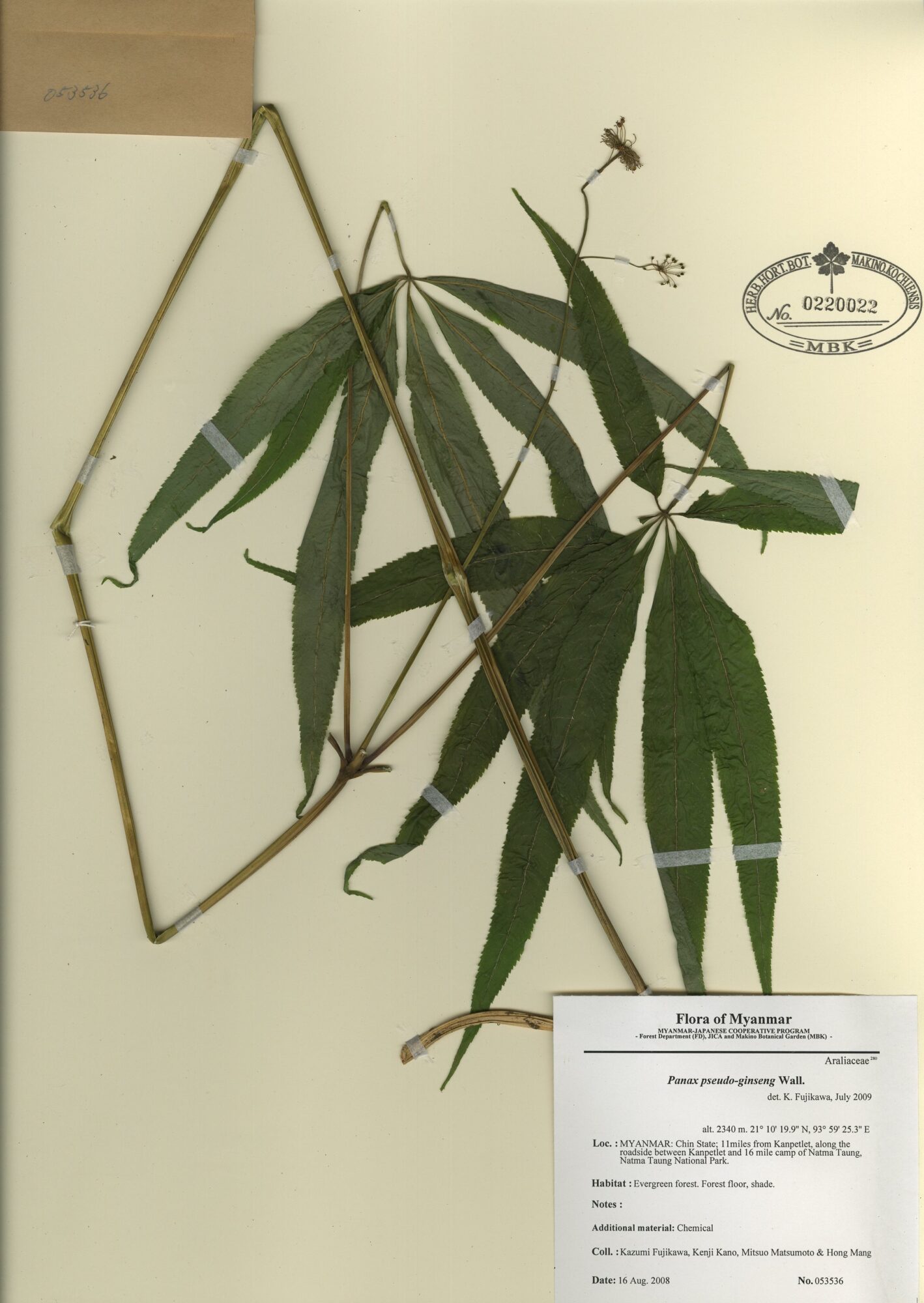 Panax pseudoginseng Wall. | Myanmar Vascular Plants Database