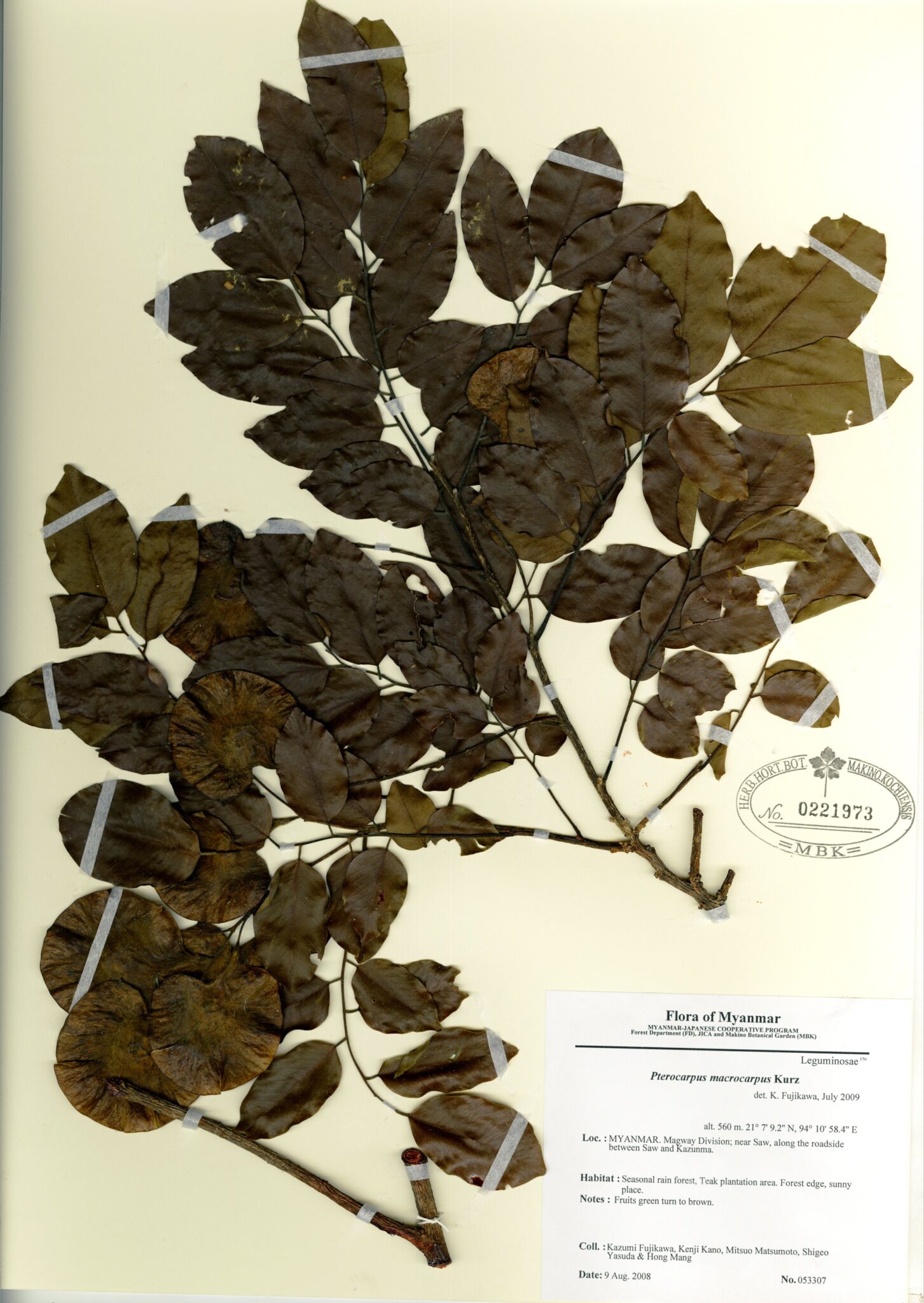 Pterocarpus macrocarpus Kurz Myanmar Vascular Plants Database