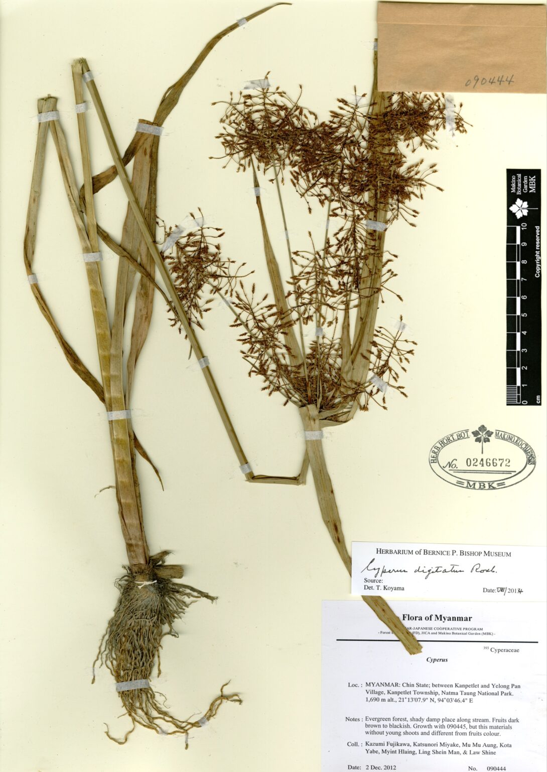 Cyperus digitatus Roxb. | Myanmar Vascular Plants Database