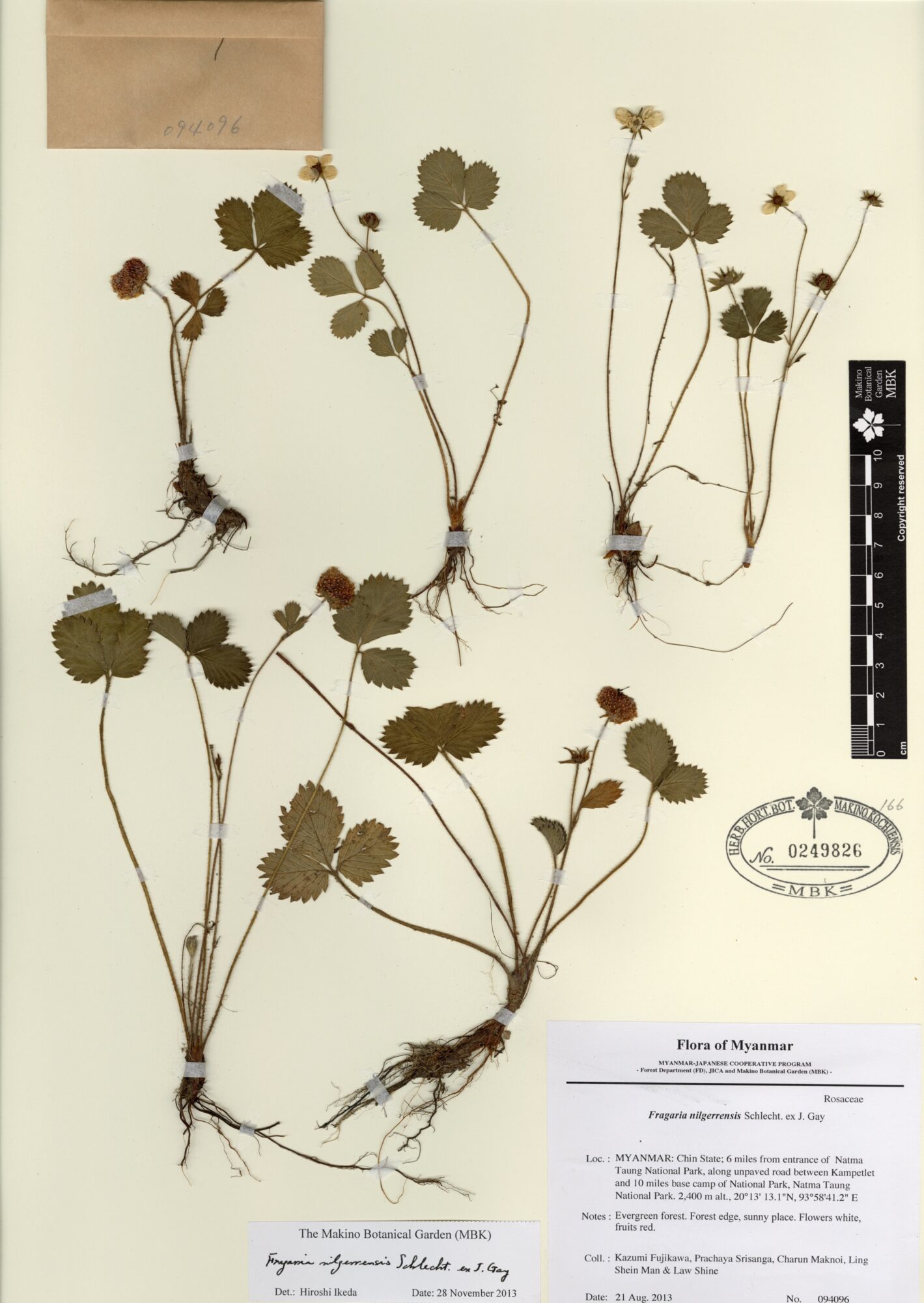 Fragaria nilgerrensis Schlecht. ex J. Gay Myanmar Vascular Plants