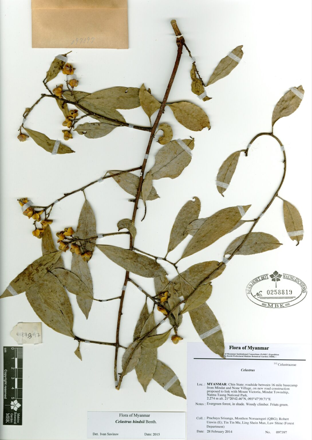 Celastrus hindsii Benth. Myanmar Vascular Plants Database