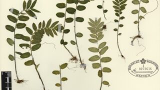 超小型人気種】Elatostema salvinioides エラトステマ - メルカリ