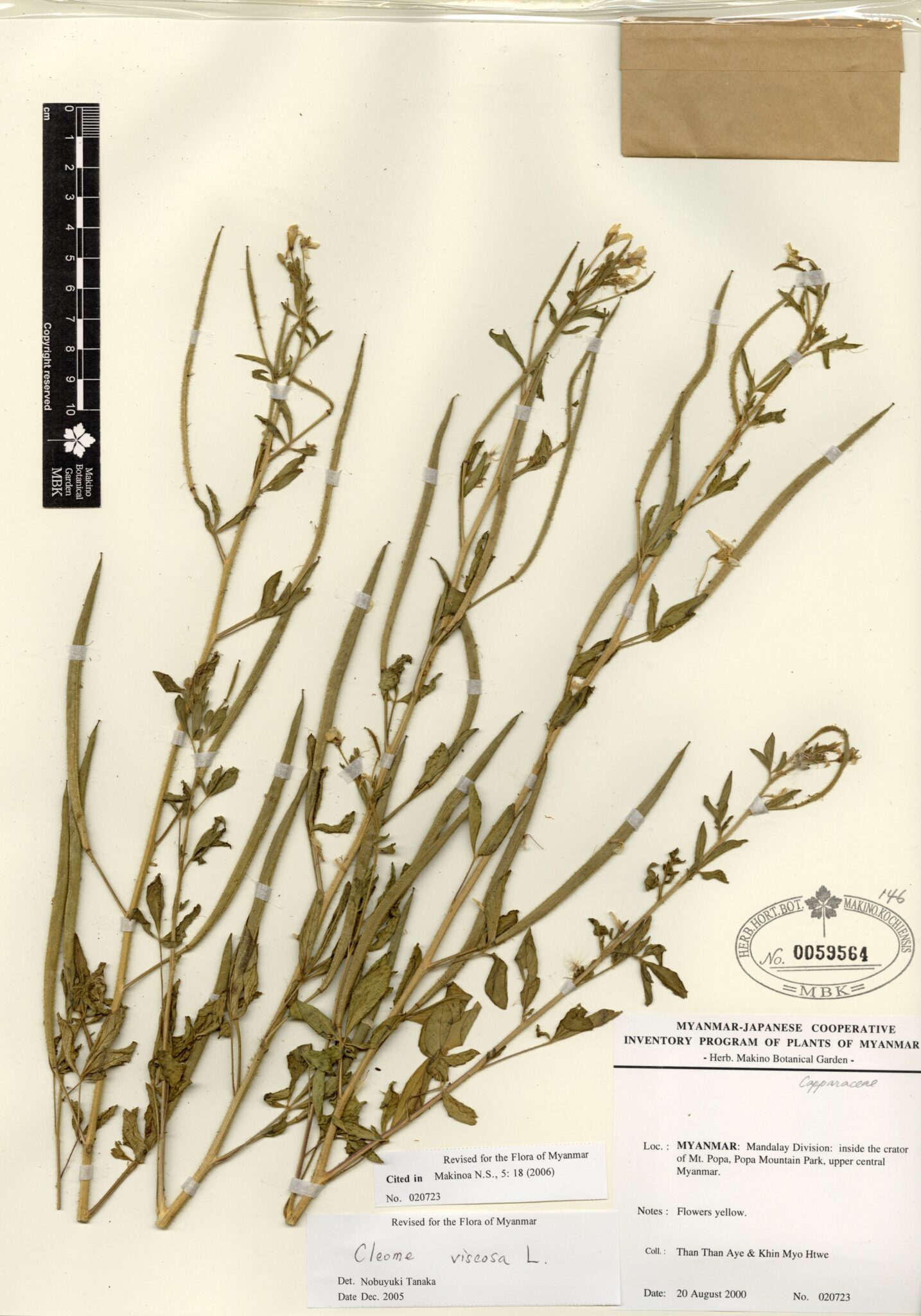 Cleome viscosa L. Myanmar Vascular Plants Database