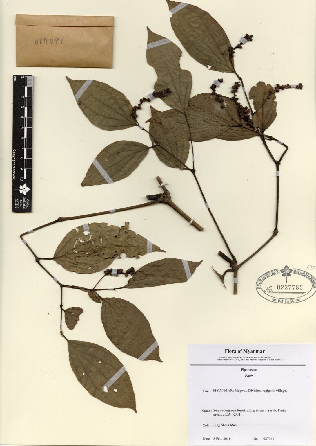 Piper Myanmar Vascular Plants Database