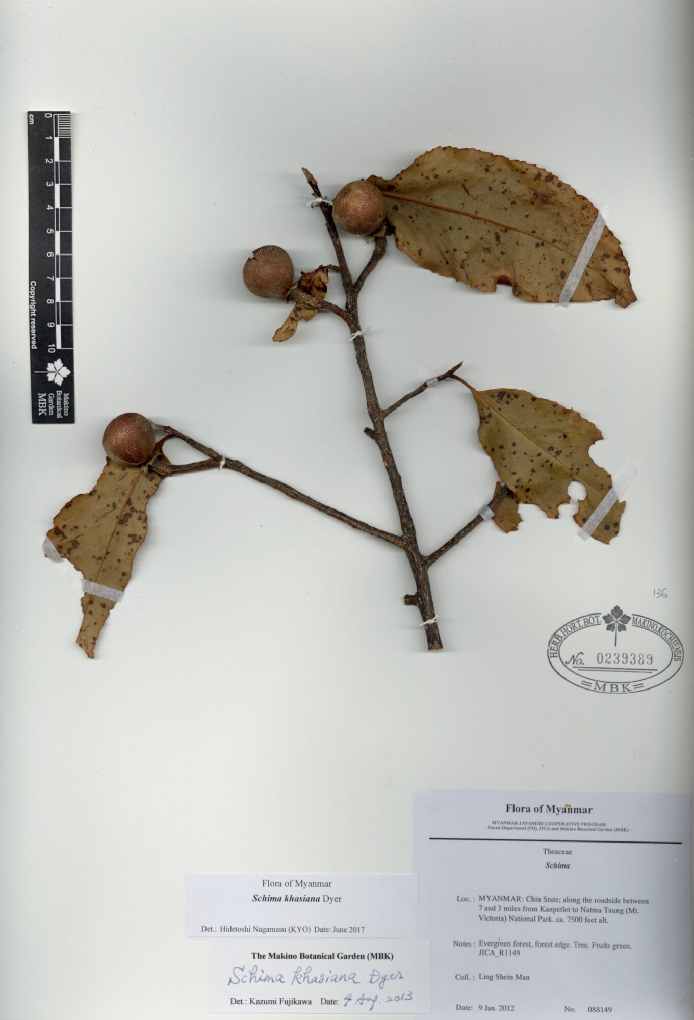 Schima Khasiana Dyer Myanmar Vascular Plants Database