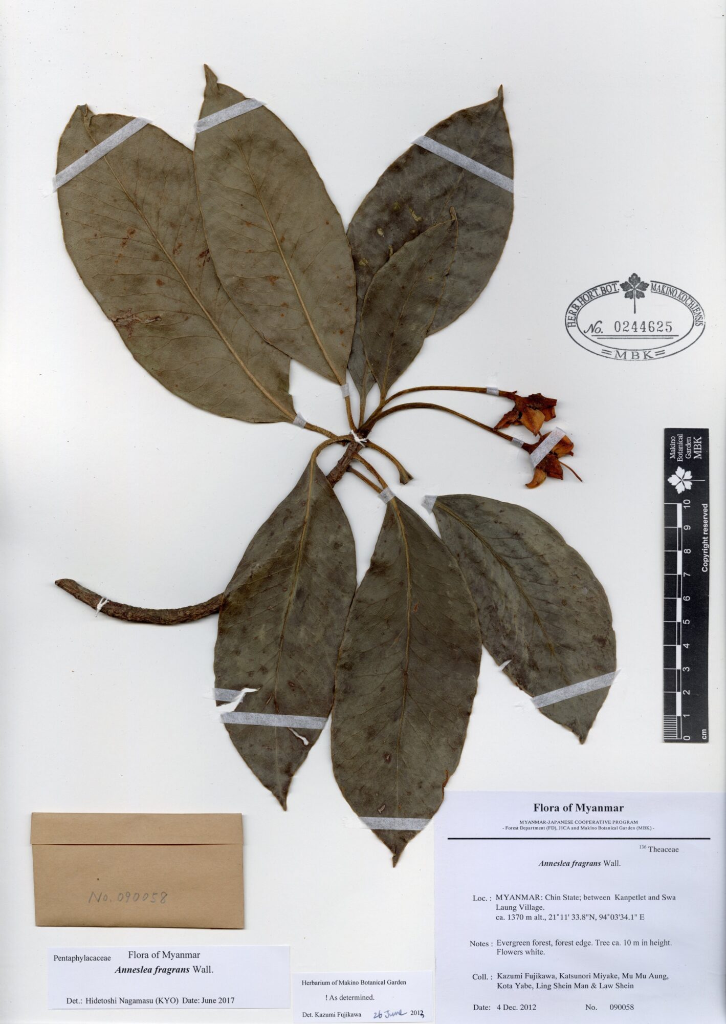 Anneslea fragrans Wall. Myanmar Vascular Plants Database