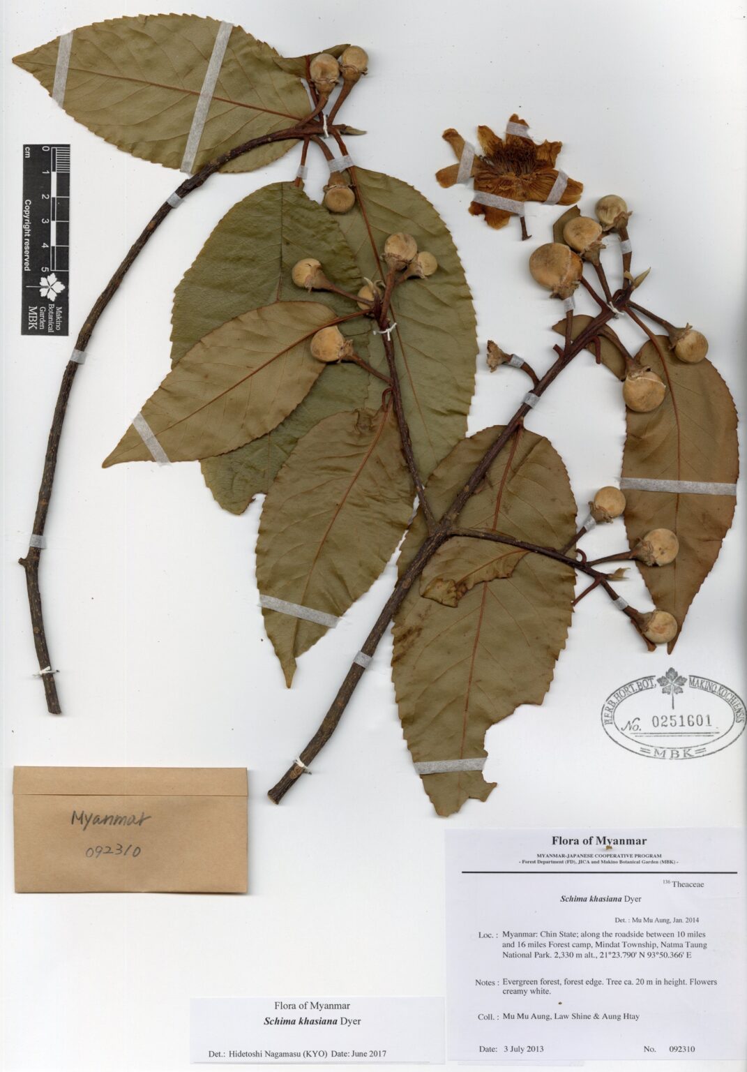 Schima Khasiana Dyer Myanmar Vascular Plants Database